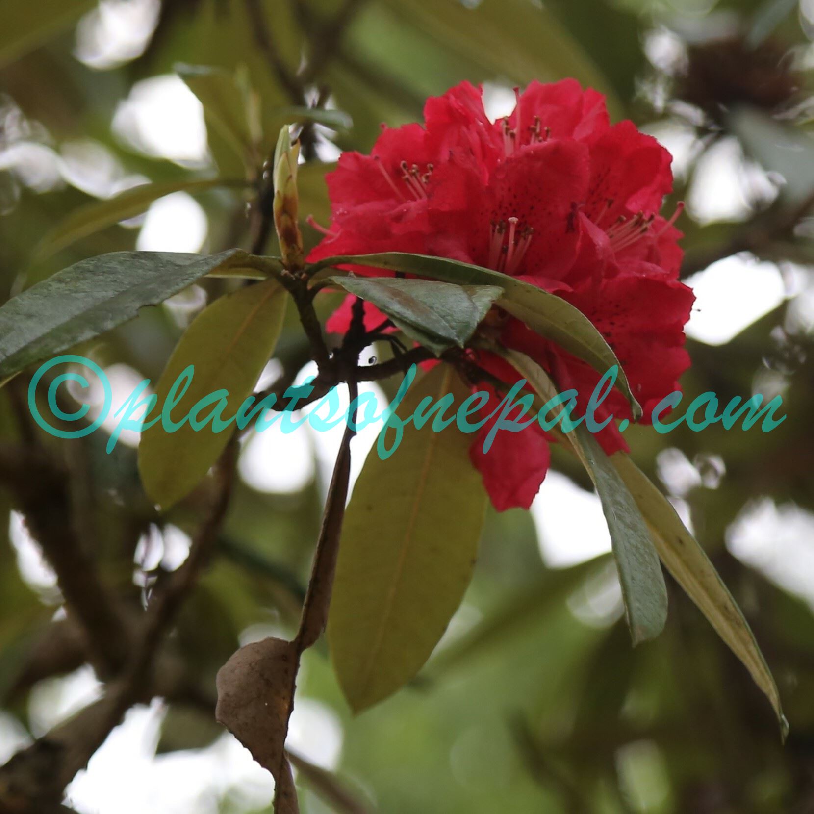 Rhododendron arboreum Sm. Plants of Nepal