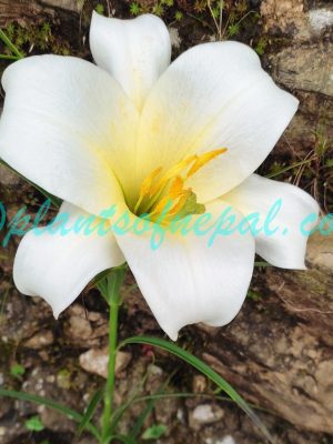 Lilium wallichianum Schult. & Schult.f. Plants of Nepal