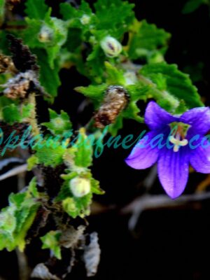 Campanula pallida Wall. Plants of Nepal Campanula pallida Wall. Plants of Nepal