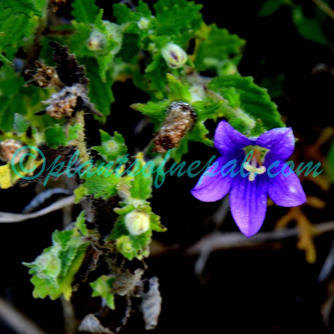 Campanula pallida Wall. Plants of Nepal