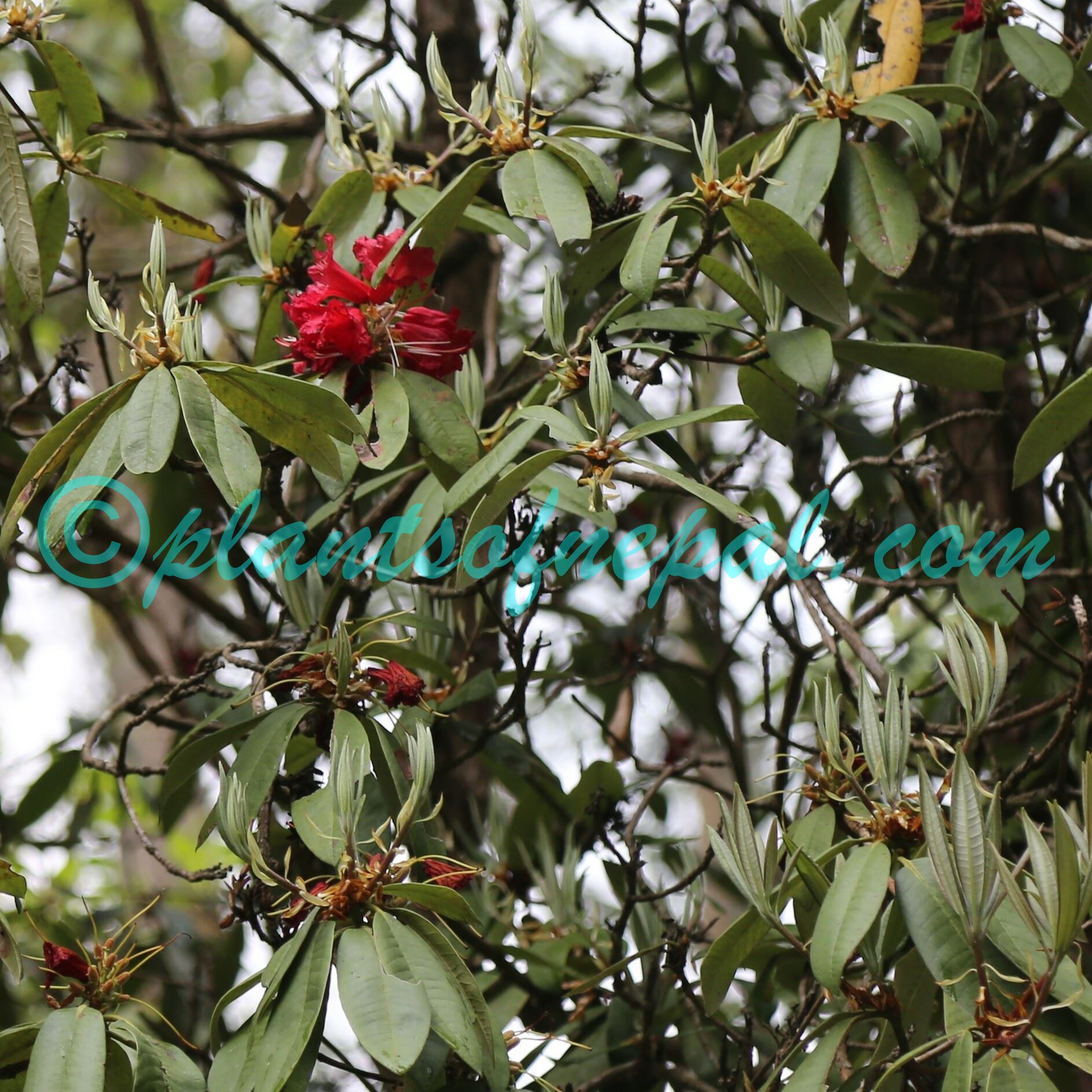 Rhododendron arboreum Sm. Plants of Nepal