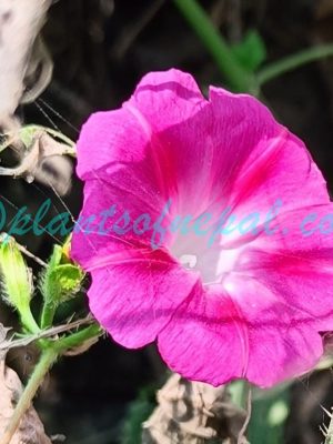 Ipomoea purpurea (L.) Roth Plants of Nepal