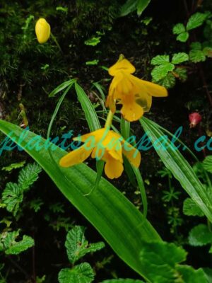 Spathoglottis ixioides (D.Don) Lindl. Plants of Nepal