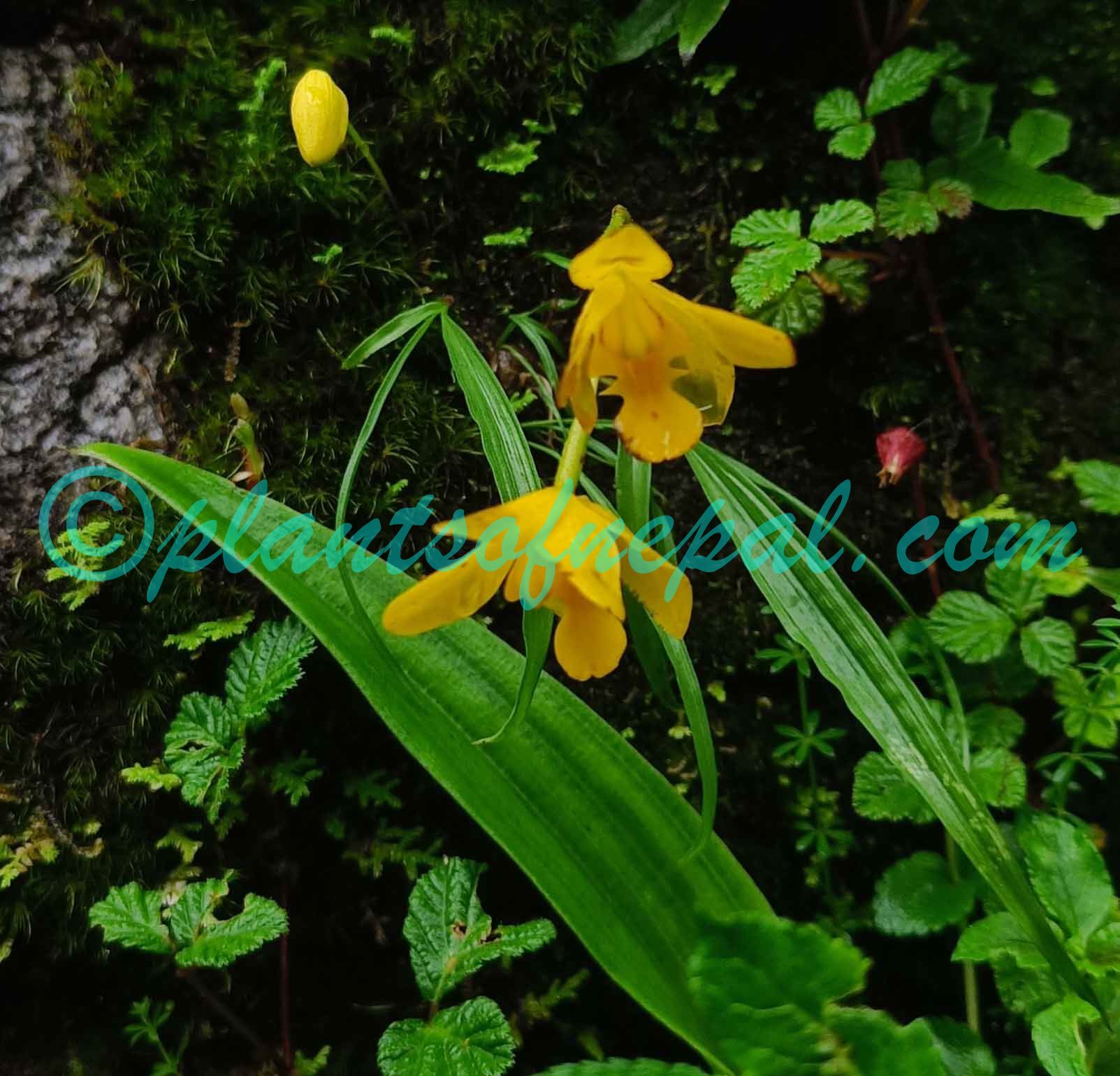 Spathoglottis ixioides (D.Don) Lindl. Plants of Nepal