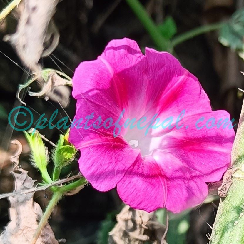 Ipomoea purpurea (L.) Roth Plants of Nepal