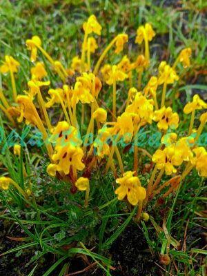 Pedicularis longiflora Rudolph Plants of Nepal