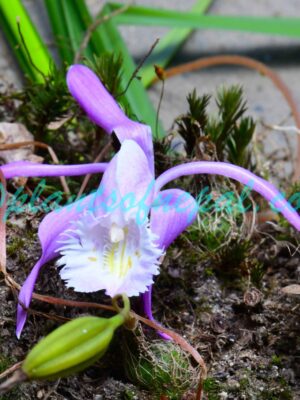 Pleione praecox (Sm.) D.Don Plants of Nepal