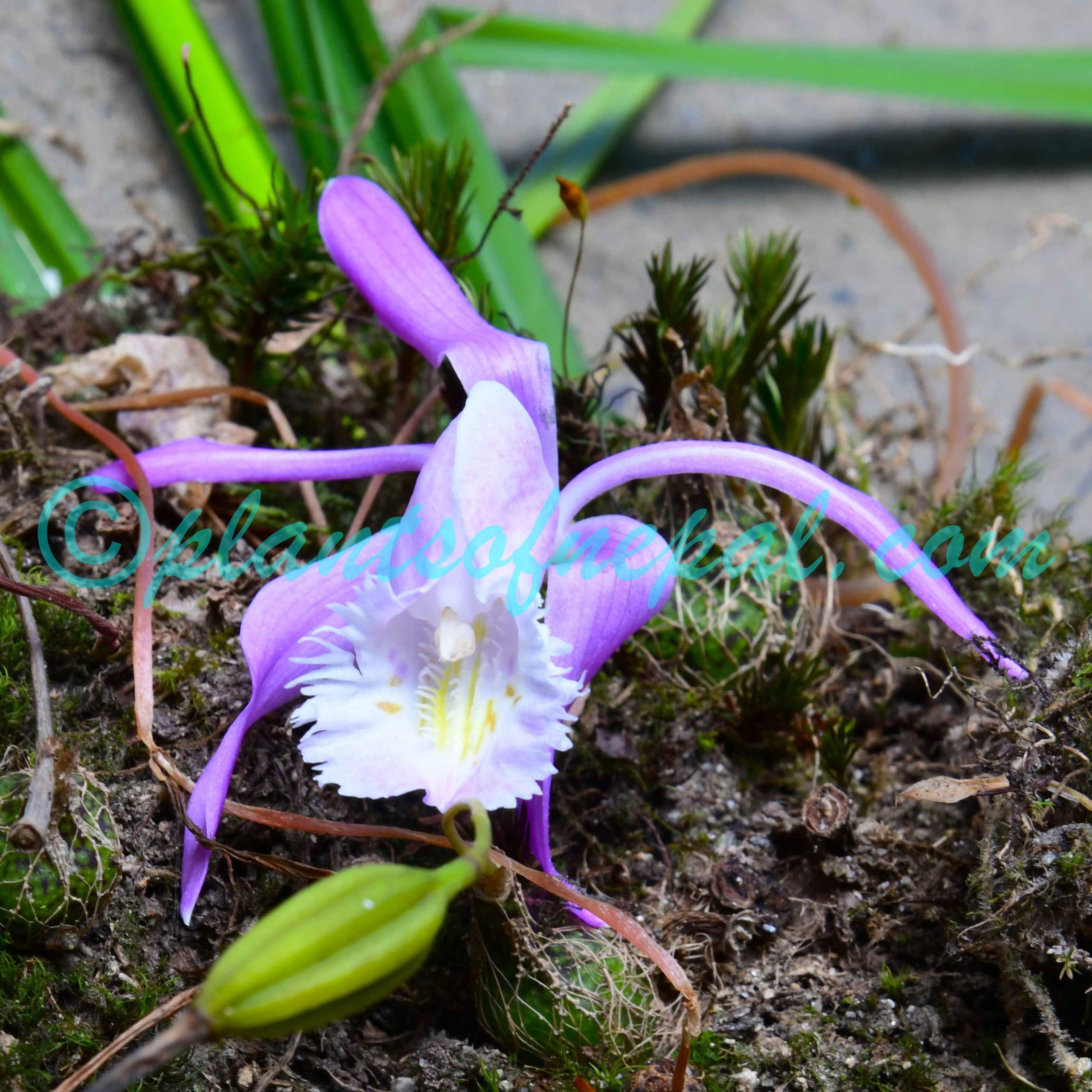 Pleione praecox (Sm.) D.Don Plants of Nepal