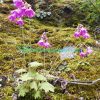 Primula geraniifolia Hook.f. Plants of Nepal