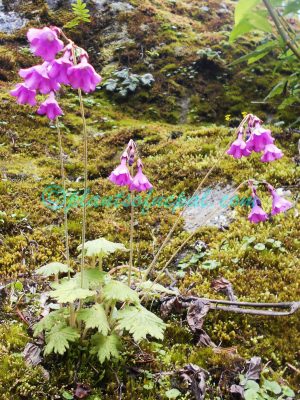 Primula geraniifolia Hook.f. Plants of Nepal