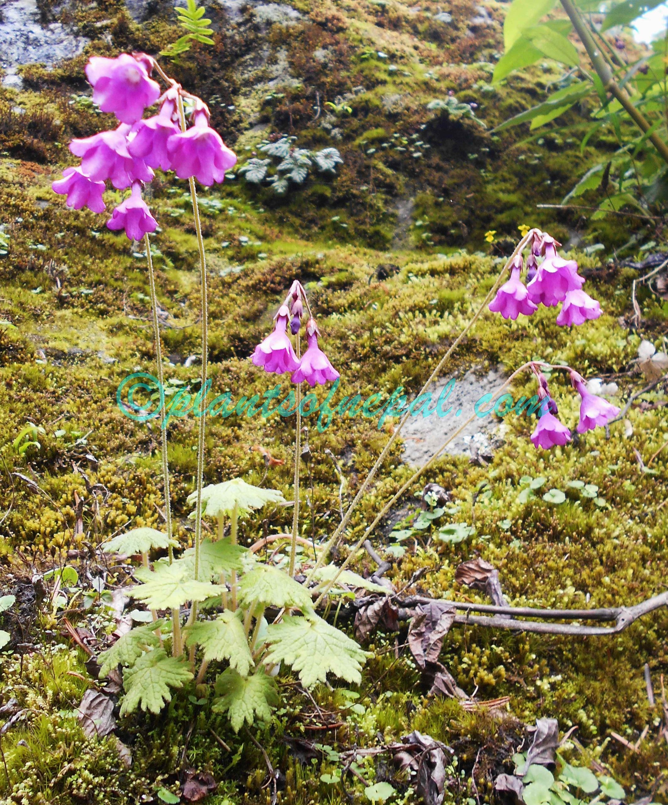 Primula geraniifolia Hook.f. Plants of Nepal