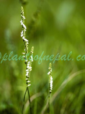 Spiranthes flexuosa (Sm.) Lindl. Plants of Nepal