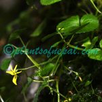 Viola wallichiana