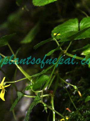 Viola wallichiana Ging. Plants of Nepal