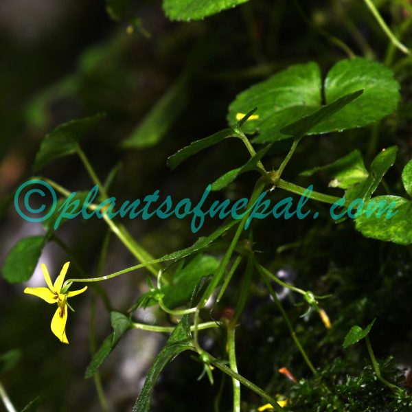 Viola wallichiana Ging. Plants of Nepal