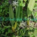 Bulbophyllum odoratissimum (Sm.) Lindl. ex Wall.