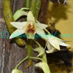 Dendrobium heterocarpum Wall. ex Lindl. Plants of Nepal Dendrobium heterocarpum Wall. ex Lindl.