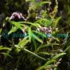 Dendrobium monticola P.F.Hunt & Summerh. Plants of Nepal Dendrobium monticola P.F.Hunt & Summerh. Plants of Nepal