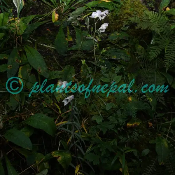 Aconitum orochryseum Stapf Plants of Nepal