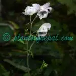 Aconitum orochryseum Stapf Plants of Nepal Aconitum orochryseum Stapf