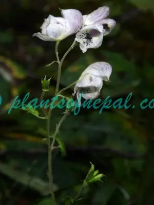 Aconitum orochryseum Stapf Plants of Nepal Aconitum orochryseum Stapf Plants of Nepal