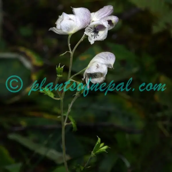 Aconitum orochryseum Stapf Plants of Nepal