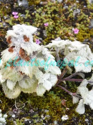 Eriophyton wallichii Benth. Plants of Nepal
