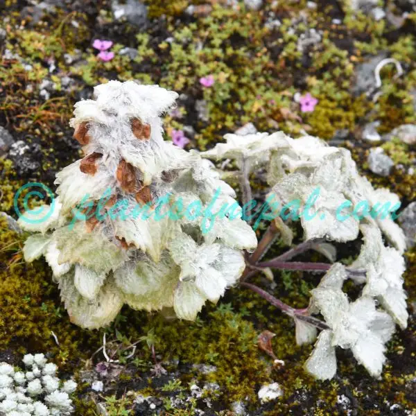 Eriophyton wallichii Benth. Plants of Nepal
