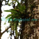 Liparis elliptica Wight Plants of Nepal Liparis elliptica