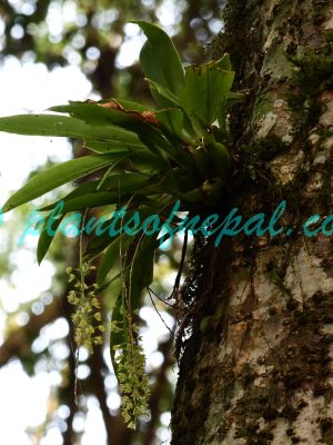 Liparis elliptica Wight Plants of Nepal