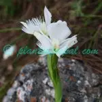 Pecteilis gigantea (Sm.) Raf. Plants of Nepal Pecteilis gigantea (Sm.) Raf.
