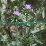 Silybum marianum (L.) Gaertn. Plants of Nepal Silybum marianum (L.) Gaertn.