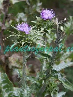 Silybum marianum (L.) Gaertn. Plants of Nepal