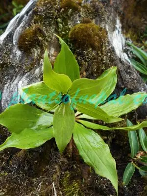 Paris polyphylla Sm. Plants of Nepal