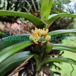 Acampe praemorsa (Roxb.) Blatt. & McCann Plants of Nepal Acampe praemorsa (Roxb.) Blatt. & McCann