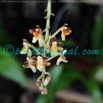 Cleisostoma racemiferum (Lindl.) Garay