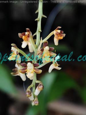 Cleisostoma racemiferum (Lindl.) Garay Plants of Nepal