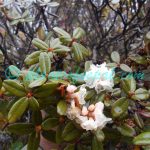 Rhododendron anthopogon D.Don Plants of Nepal Rhododendron anthopogon D.Don