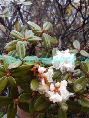 Rhododendron anthopogon D.Don Plants of Nepal