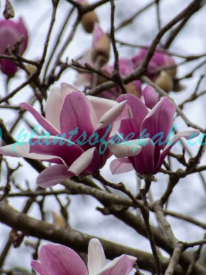 Magnolia liliiflora Desr. Plants of Nepal
