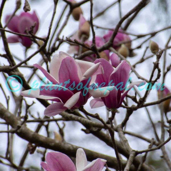 Magnolia liliiflora Desr. Plants of Nepal