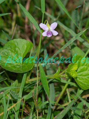 Viola hamiltoniana D.Don Plants of Nepal