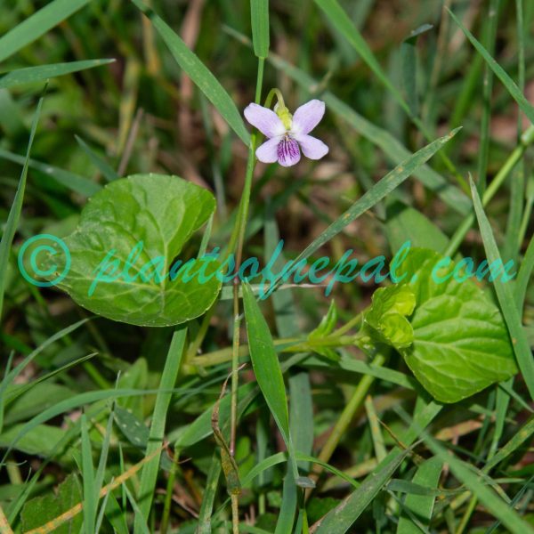 Viola hamiltoniana D.Don Plants of Nepal