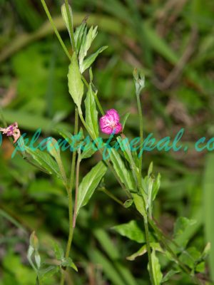 Oenothera rosea L’Hér. ex Aiton Plants of Nepal