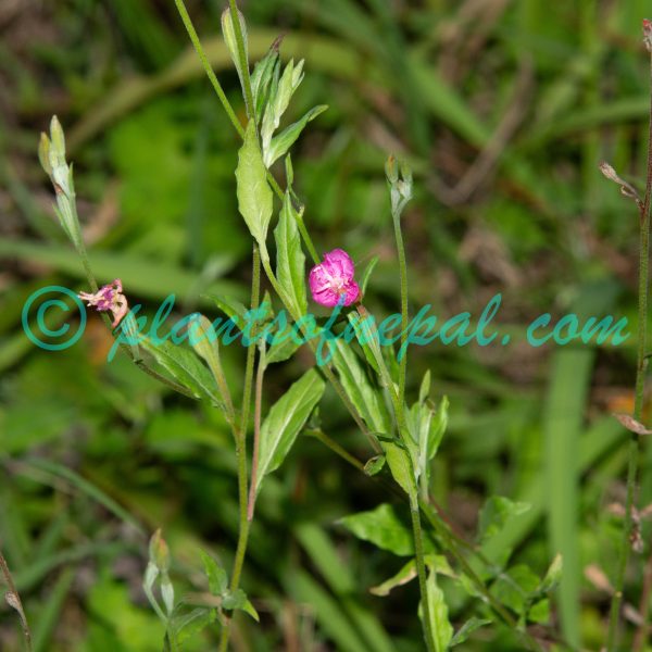 Oenothera rosea L’Hér. ex Aiton Plants of Nepal