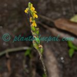 Zeuxine flava (Wall. ex Lindl.) Trimen