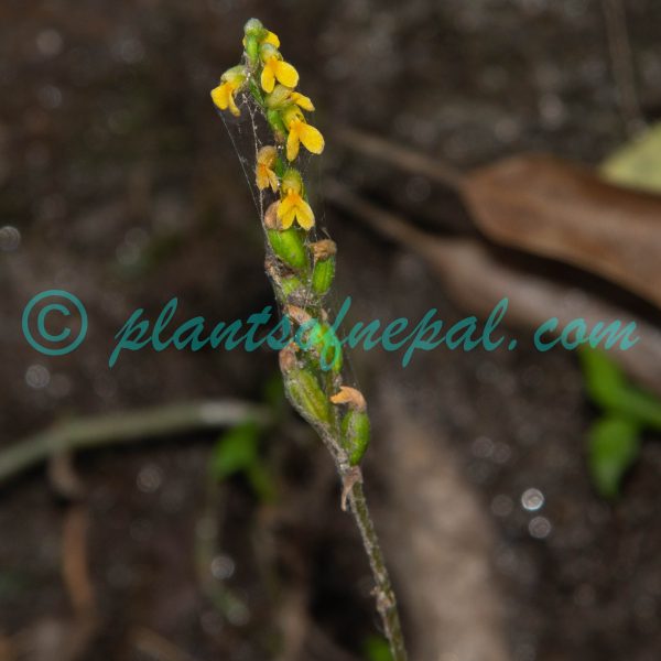Zeuxine flava (Wall. ex Lindl.) Trimen Plants of Nepal