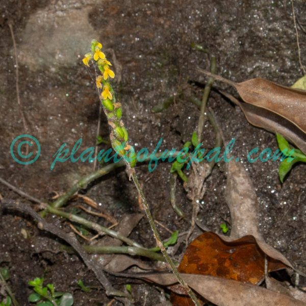 Zeuxine flava (Wall. ex Lindl.) Trimen Plants of Nepal