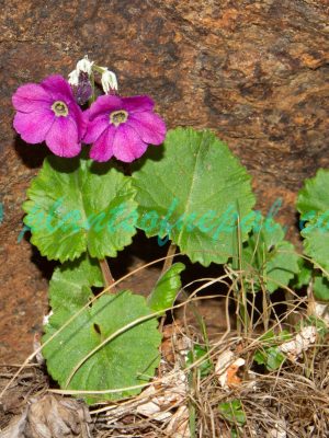 Primula rotundifolia Wall. Plants of Nepal