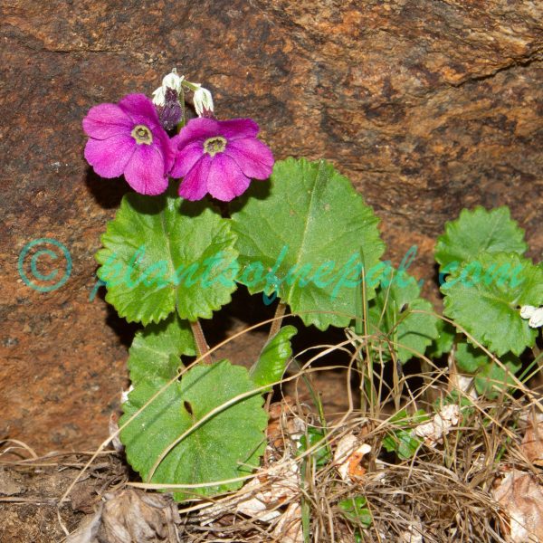 Primula rotundifolia Wall. Plants of Nepal